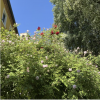 07/05 - Padova: La flora delle mura veneziane del XVI secolo e il giardino dove tutto ritorna alla terra