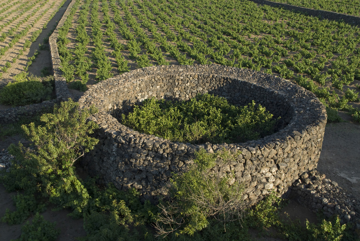 GiardinoPantescoDonnafugata_Foto Hamiton, 2008 © FAI - Fondo Ambiente Italiano