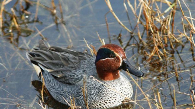 Parco Naturale Pantanello: il 1° Maggio visita in compagnia della LIPU