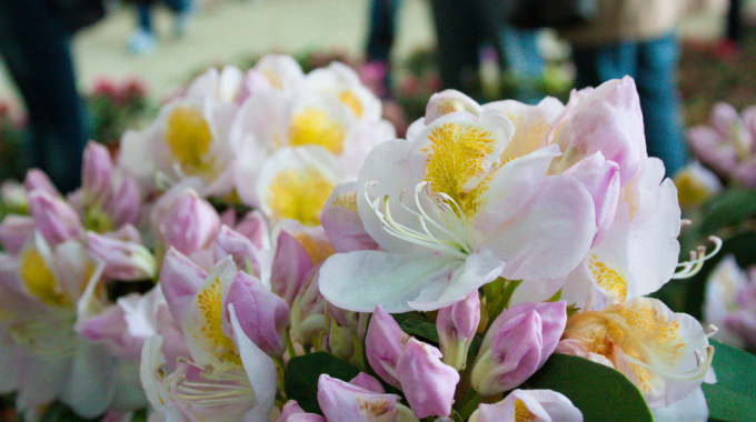 Società Toscana di Orticultura: a Siena Mostra Mercato di Piante e Fiori