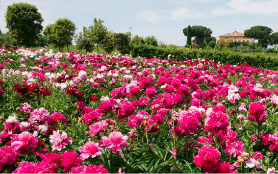 Centro Botanico Moutan: una visita tra le peonie più belle al mondo