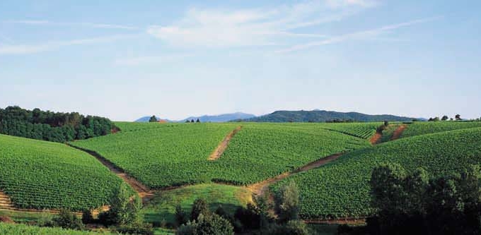 L’ADSI partecipa a “CANTINE APERTE 2015: “il bello incontra il buono