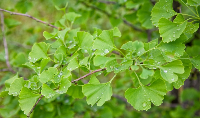 Presentato alla Camera il Bonus Verde