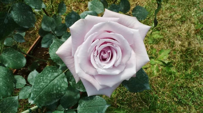 Horti di Veio: corso di potatura della rosa con Vittorio Barni