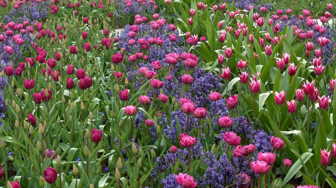Fino al 15 aprile “I Bulbi di Evelina Pisani”: installazione creativa di 6000 tulipani olandesi nel parco di Villa Pisani Bolognesi Scalabrin