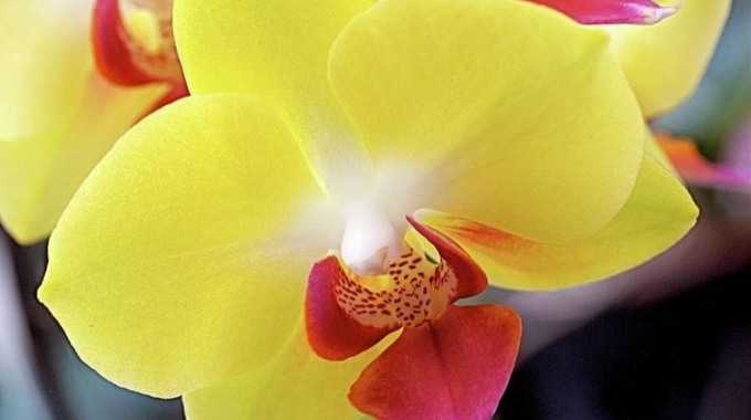 Horti di Veio e ALO promuovono a Roma il corso sulla coltivazione delle orchidee