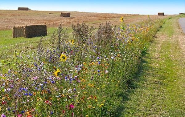 “Quale agricoltura in tempi di cambiamento climatico?” XXXIV CORSO DI AGGIORNAMENTO SUL GIARDINO STORICO E SUL PAESAGGIO CONTEMPORANEO GIULIANA BALDAN ZENONI POLITEO 2024