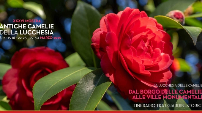 XXXVI Mostra – Antiche Camelie della Lucchesia – Dal borgo delle camelie alle ville monumentali.